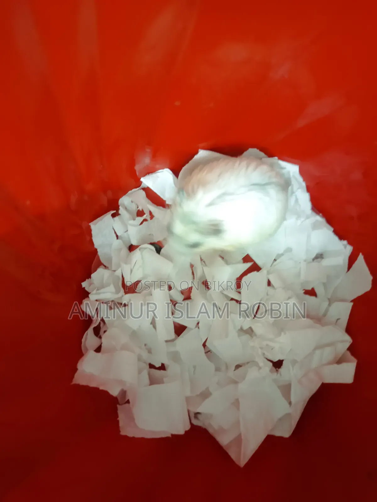 Winter White Hamster