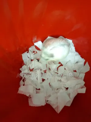 Winter White Hamster