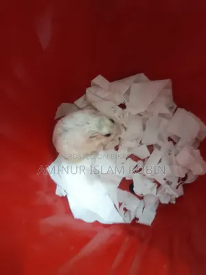 Winter White Hamster