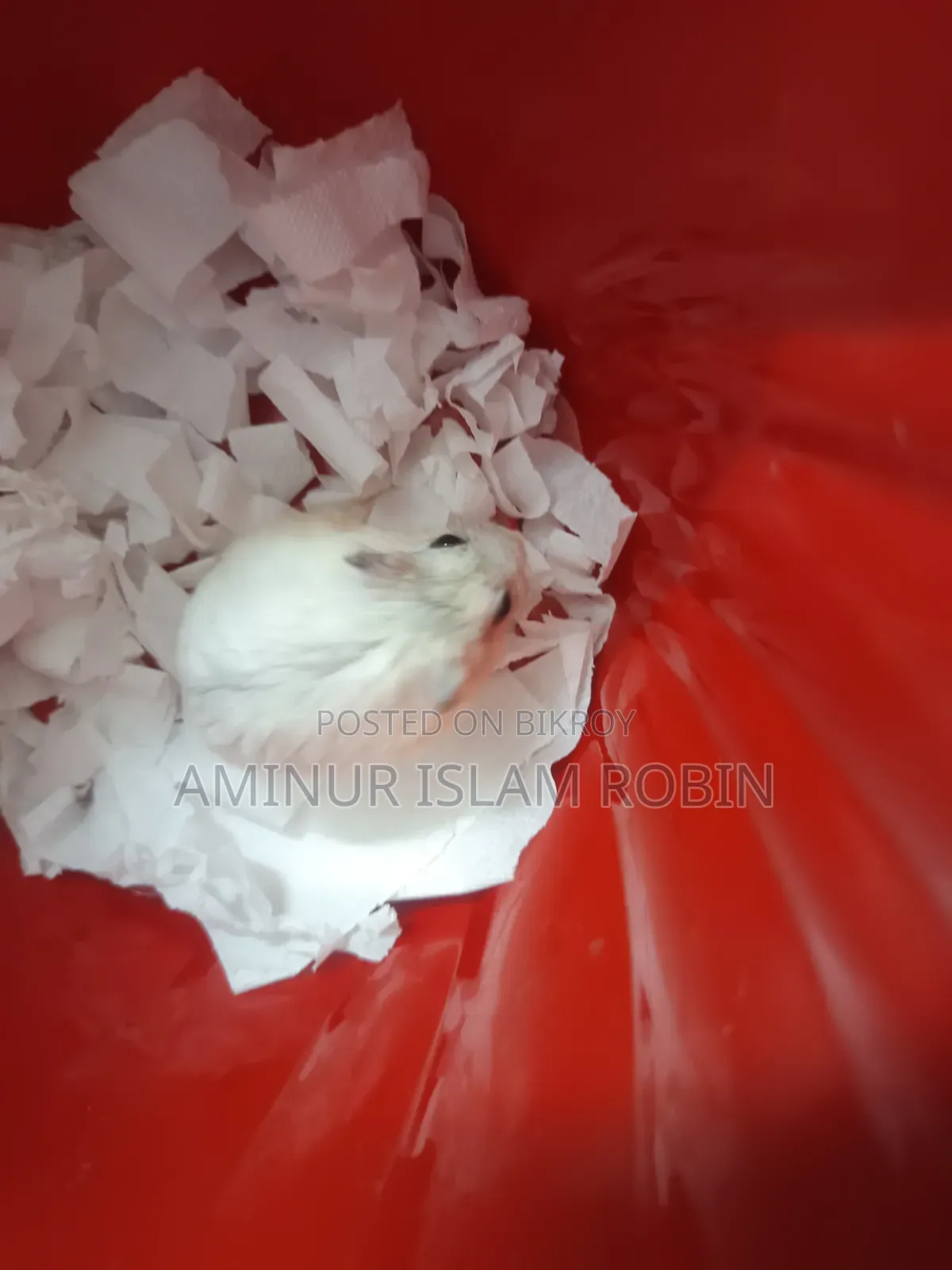 Winter White Hamster