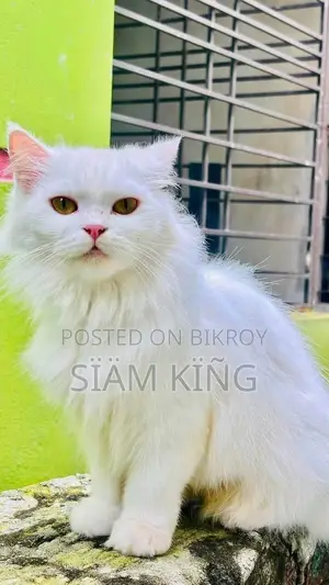 ১-৩ মাসের ফিমেল পিওরব্রেড পার্সিয়ান