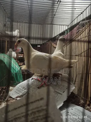 One pair of Homing pigeons will be sold.