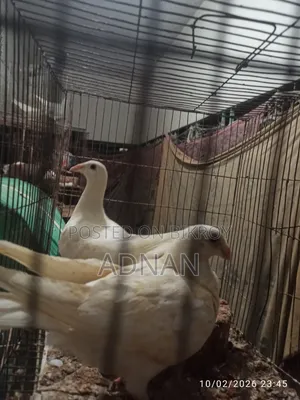 One pair of Homing pigeons will be sold.