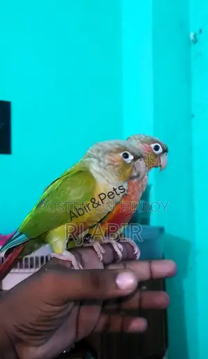 ফুল টেম কোনুরে পেয়ার
