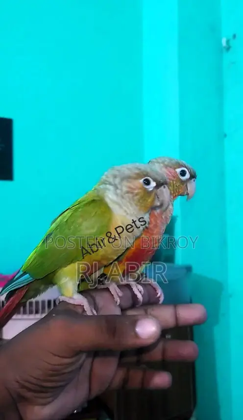 ফুল টেম কোনুরে পেয়ার