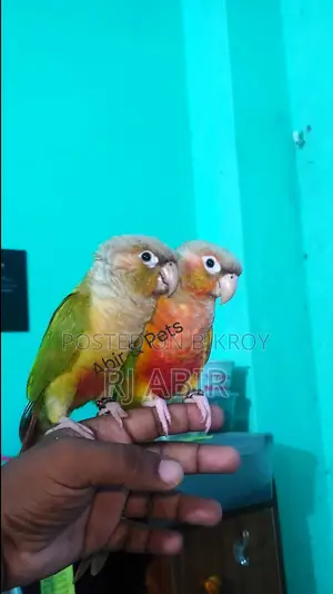ফুল টেম কোনুরে পেয়ার