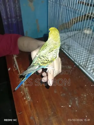 কিছু সেমি অ্যাডাল্ট বাজরিগার পাখি বিক্রি হবে