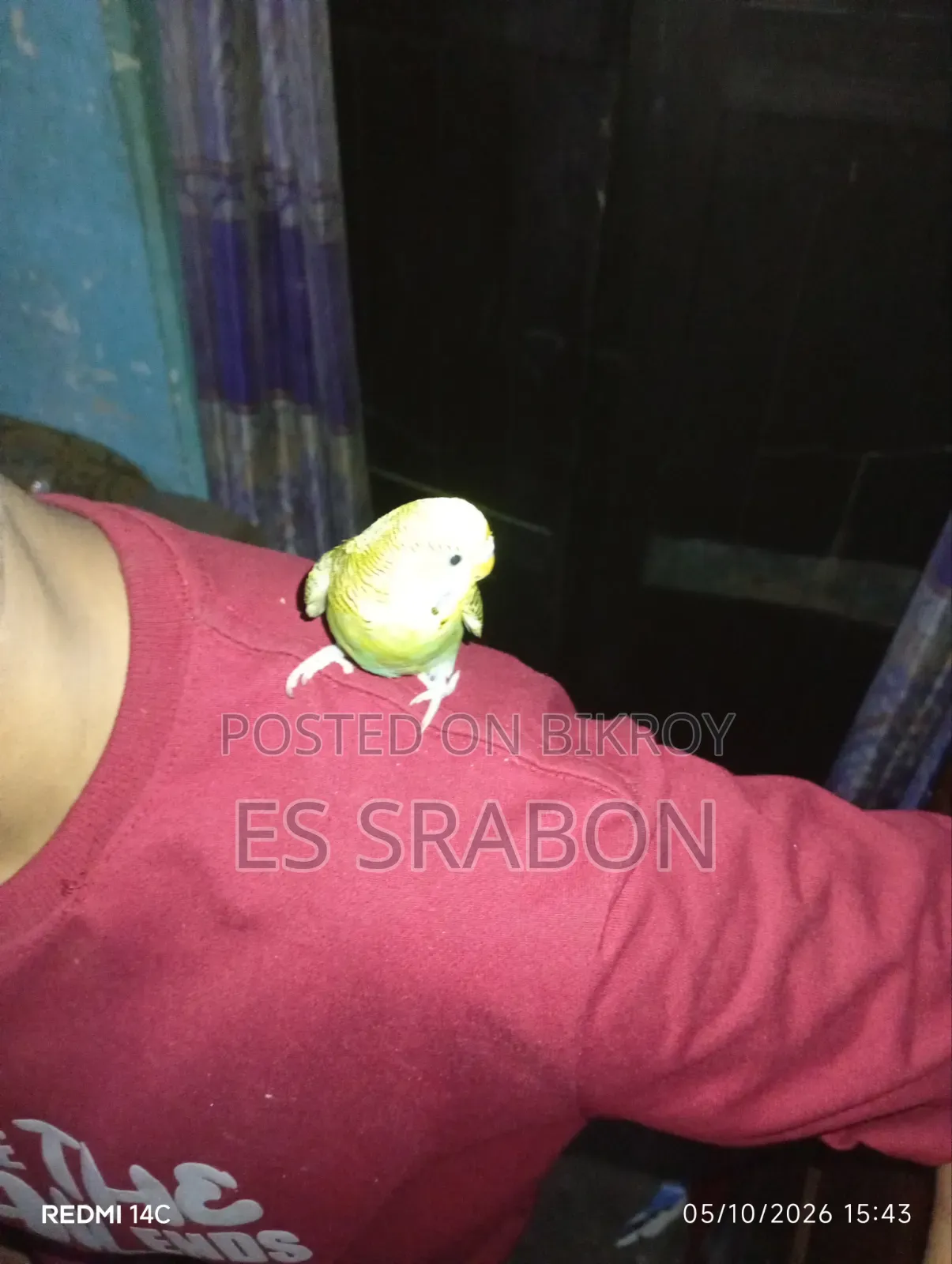 কিছু সেমি অ্যাডাল্ট বাজরিগার পাখি বিক্রি হবে