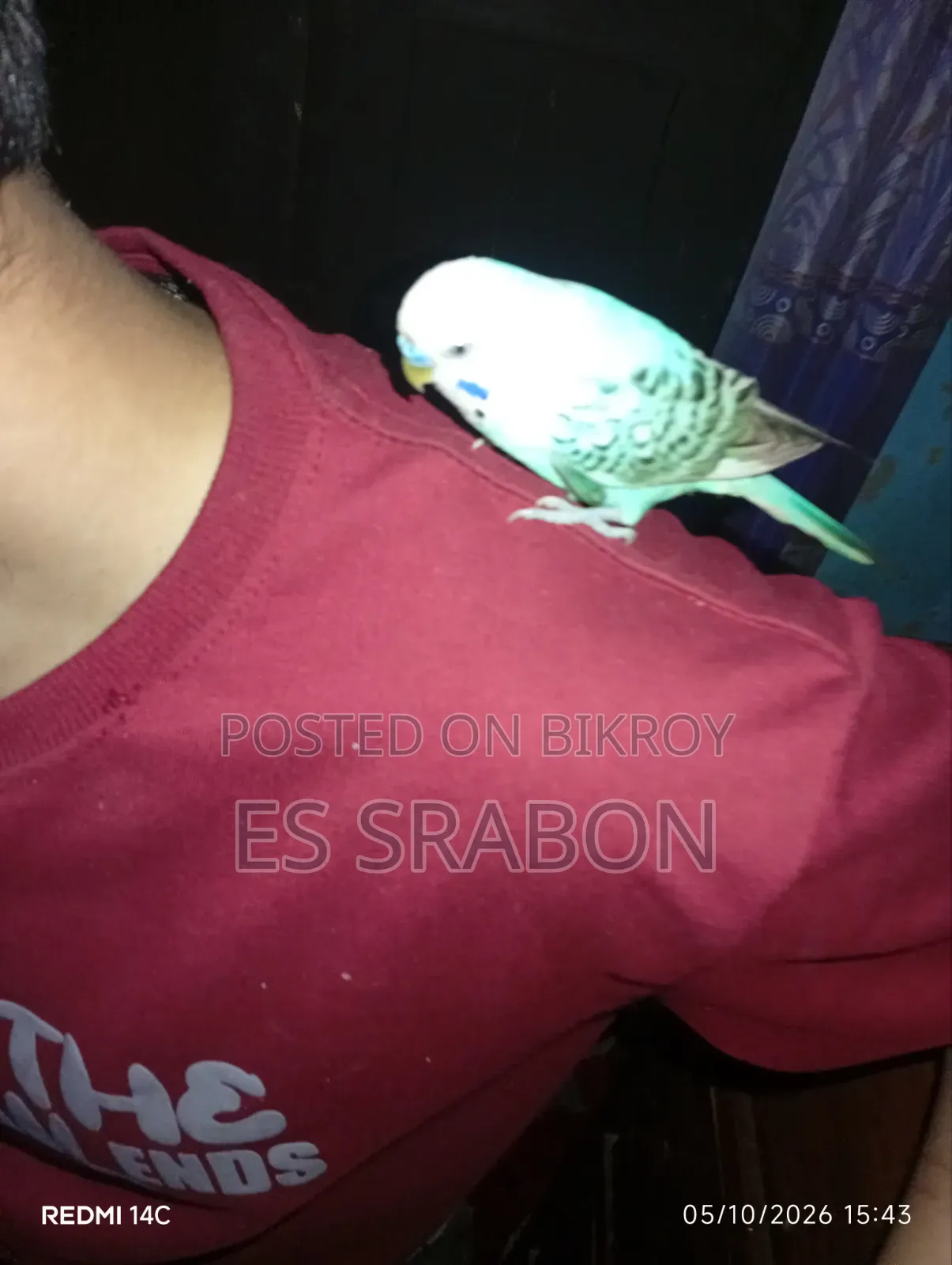 কিছু সেমি অ্যাডাল্ট বাজরিগার পাখি বিক্রি হবে
