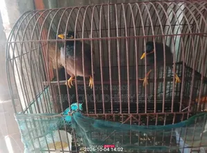 দুটি সুন্দর পাখি