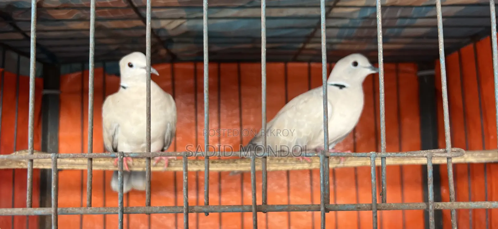 Australian Dove