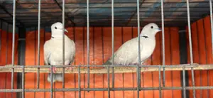 Australian Dove