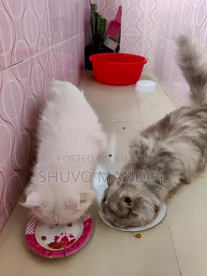 ১+ বছরের খাঁটি পার্সিয়ান বিড়াল
