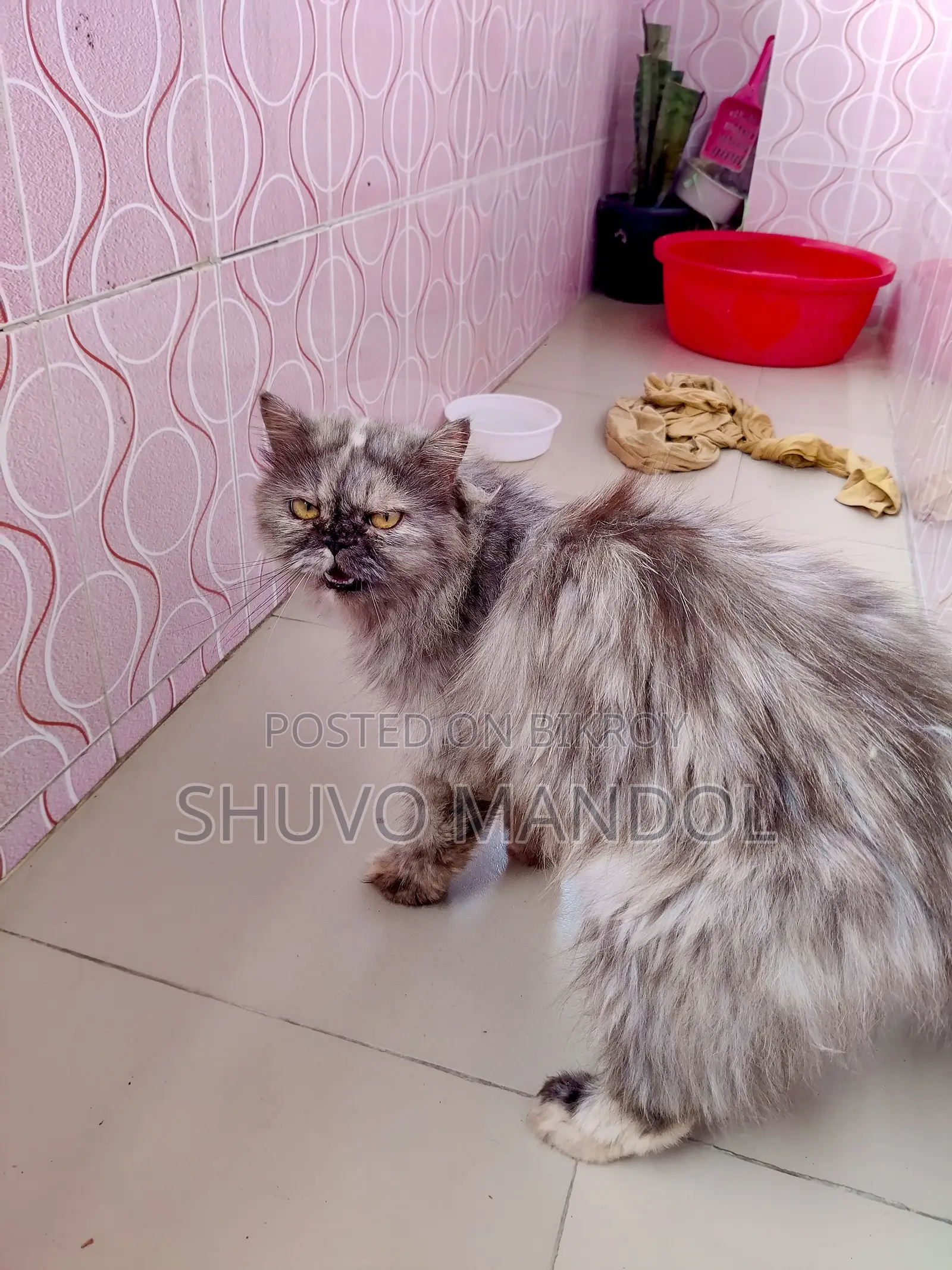১+ বছরের খাঁটি পার্সিয়ান বিড়াল