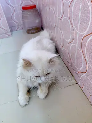 ১+ বছরের খাঁটি পার্সিয়ান বিড়াল