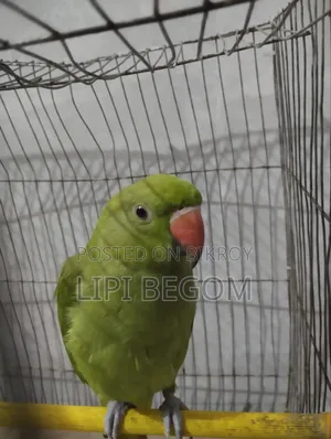 Indian Ringneck Parrot