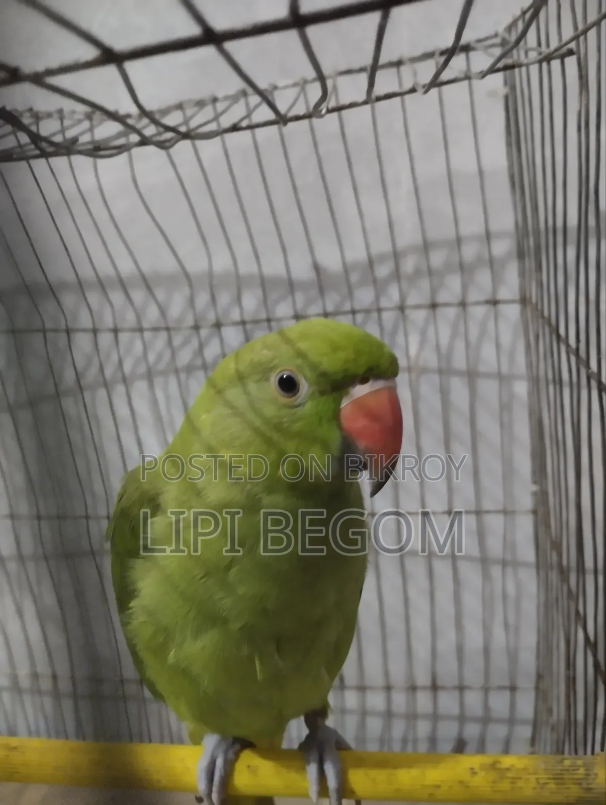 Indian Ringneck Parrot