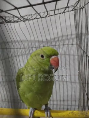 Indian Ringneck Parrot