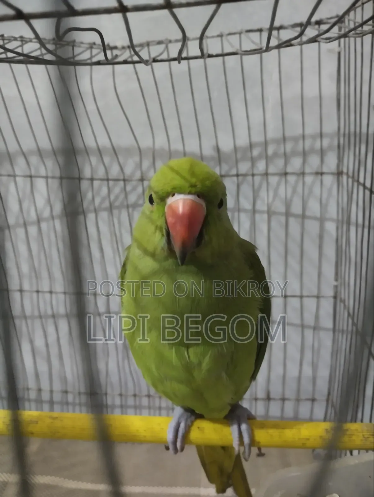 Indian Ringneck Parrot