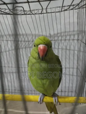 Indian Ringneck Parrot