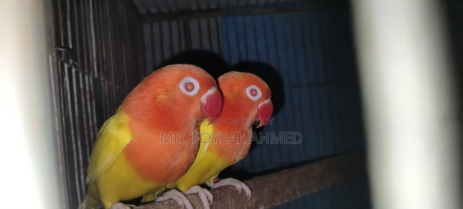 লুটিনো রেড আই