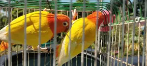 লুটিনো রেড আই