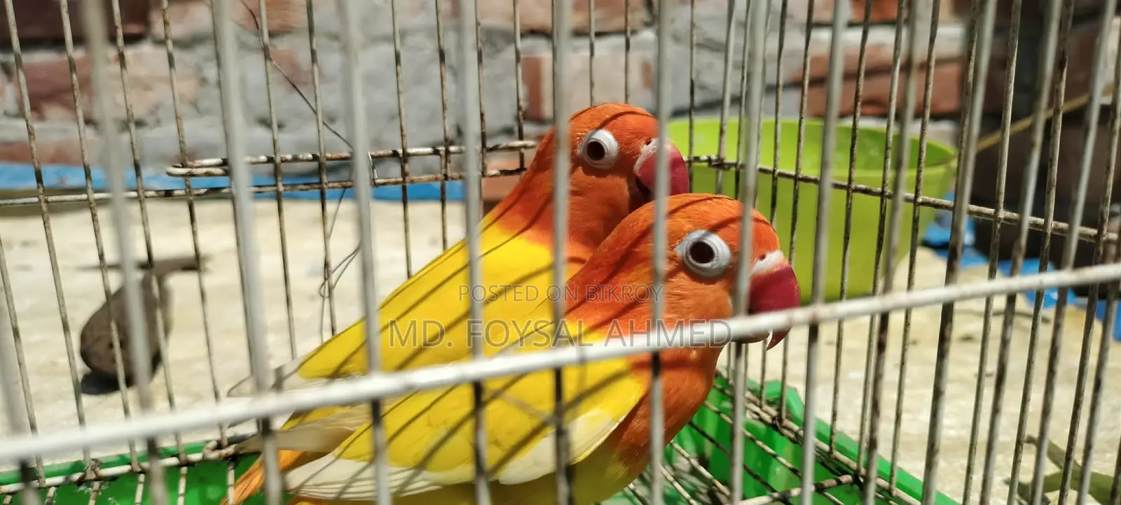 লুটিনো রেড আই