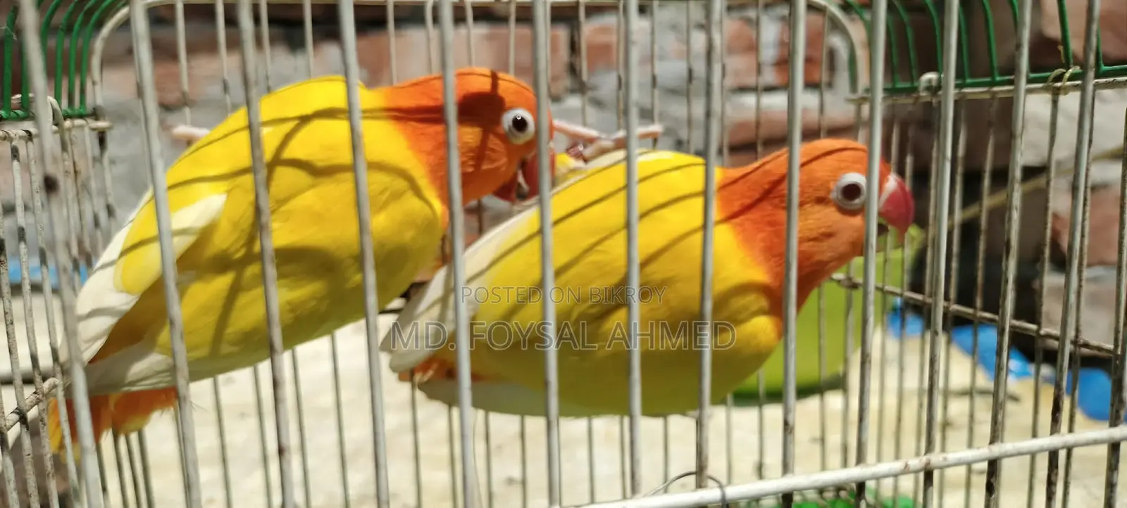 লুটিনো রেড আই