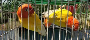 লুটিনো রেড আই