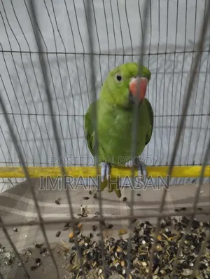 Indian Ringneck Parrot