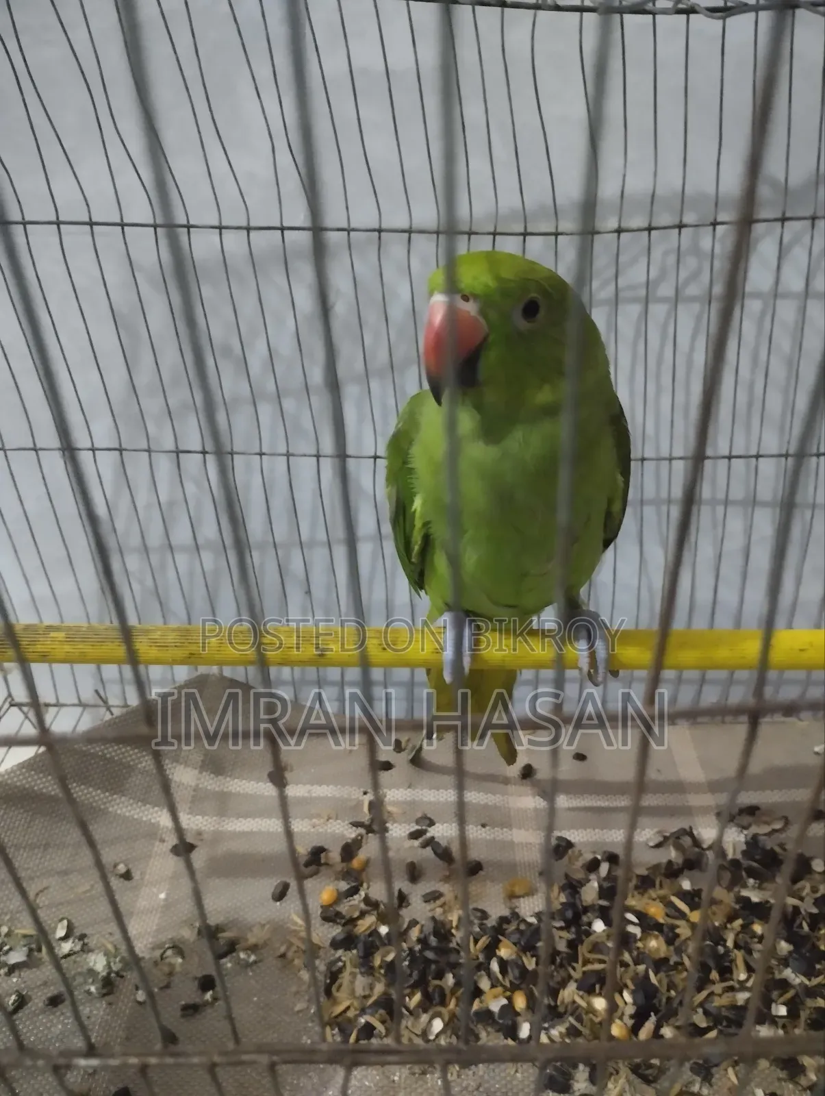 Indian Ringneck Parrot
