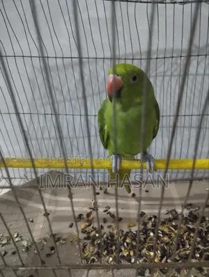 Indian Ringneck Parrot