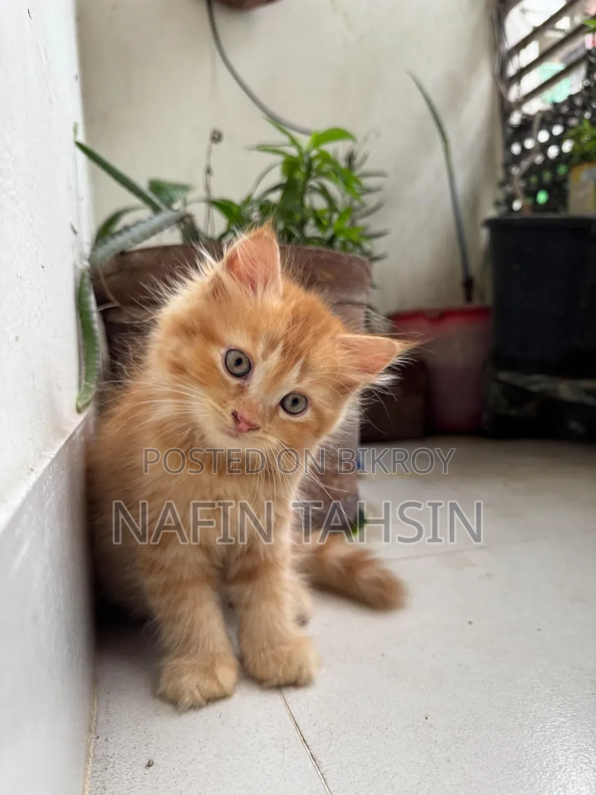 1-3 months Male Purebred Persian