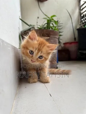 1-3 months Male Purebred Persian