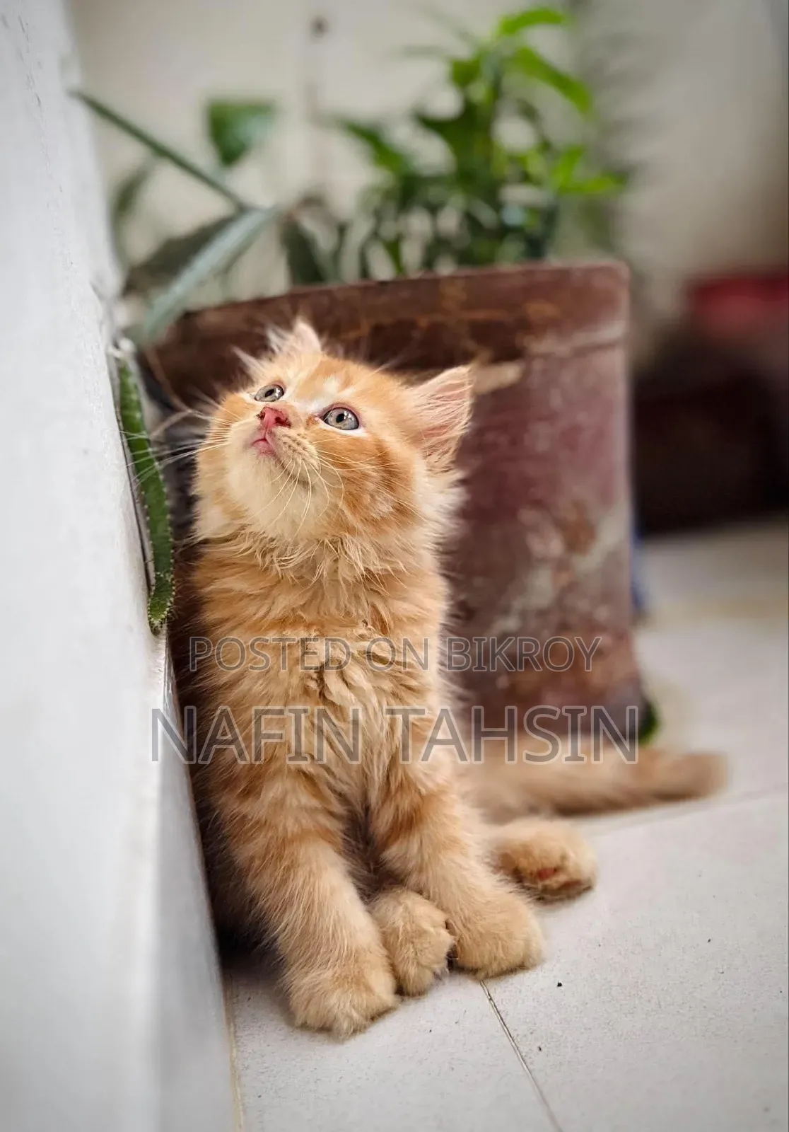 1-3 months Male Purebred Persian