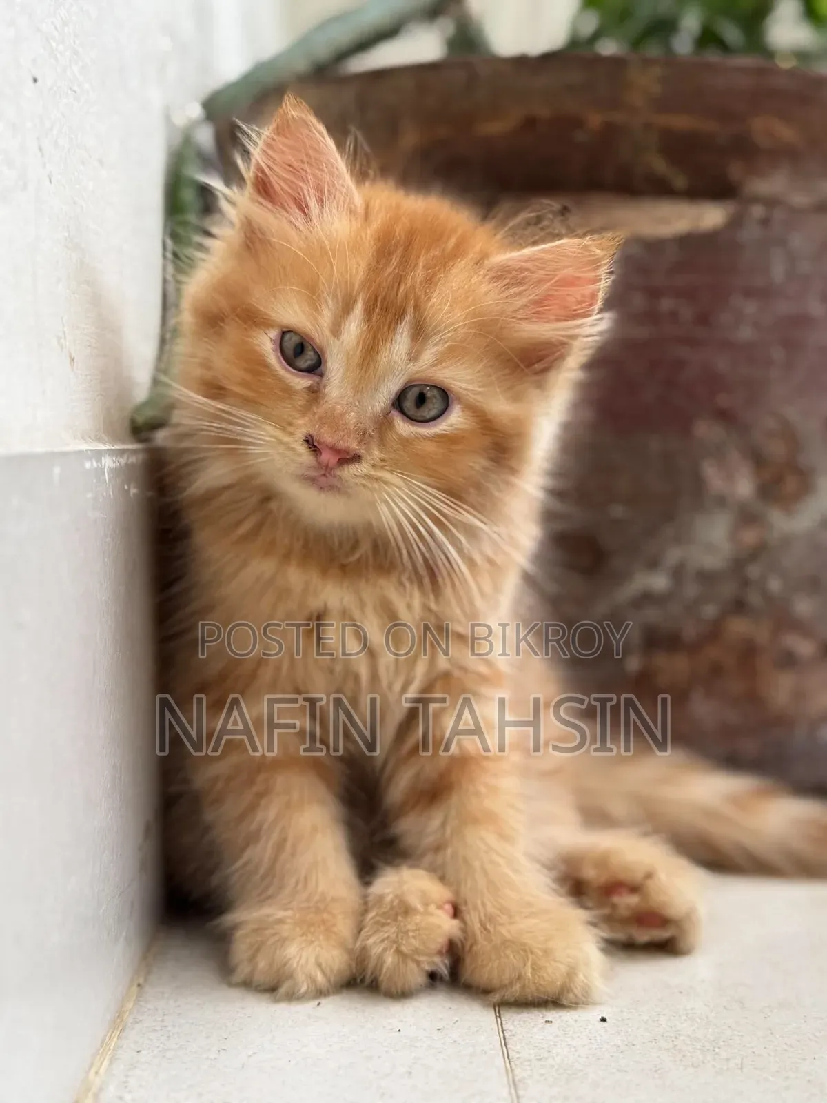 1-3 months Male Purebred Persian