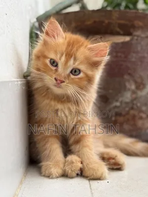 1-3 months Male Purebred Persian