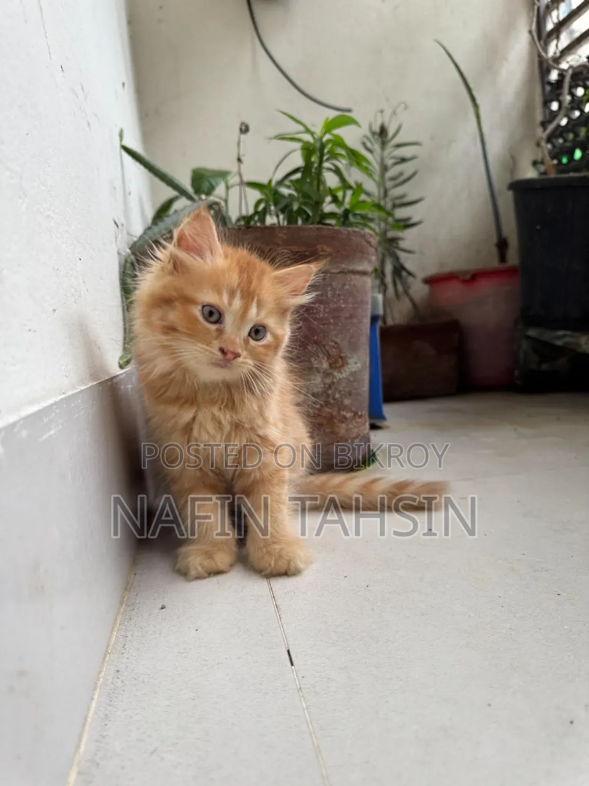 1-3 months Male Purebred Persian