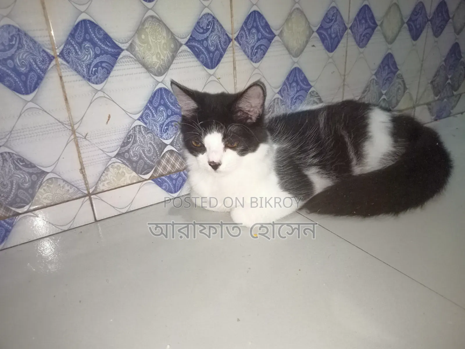 3-6 months Female Mixed Breed Persian