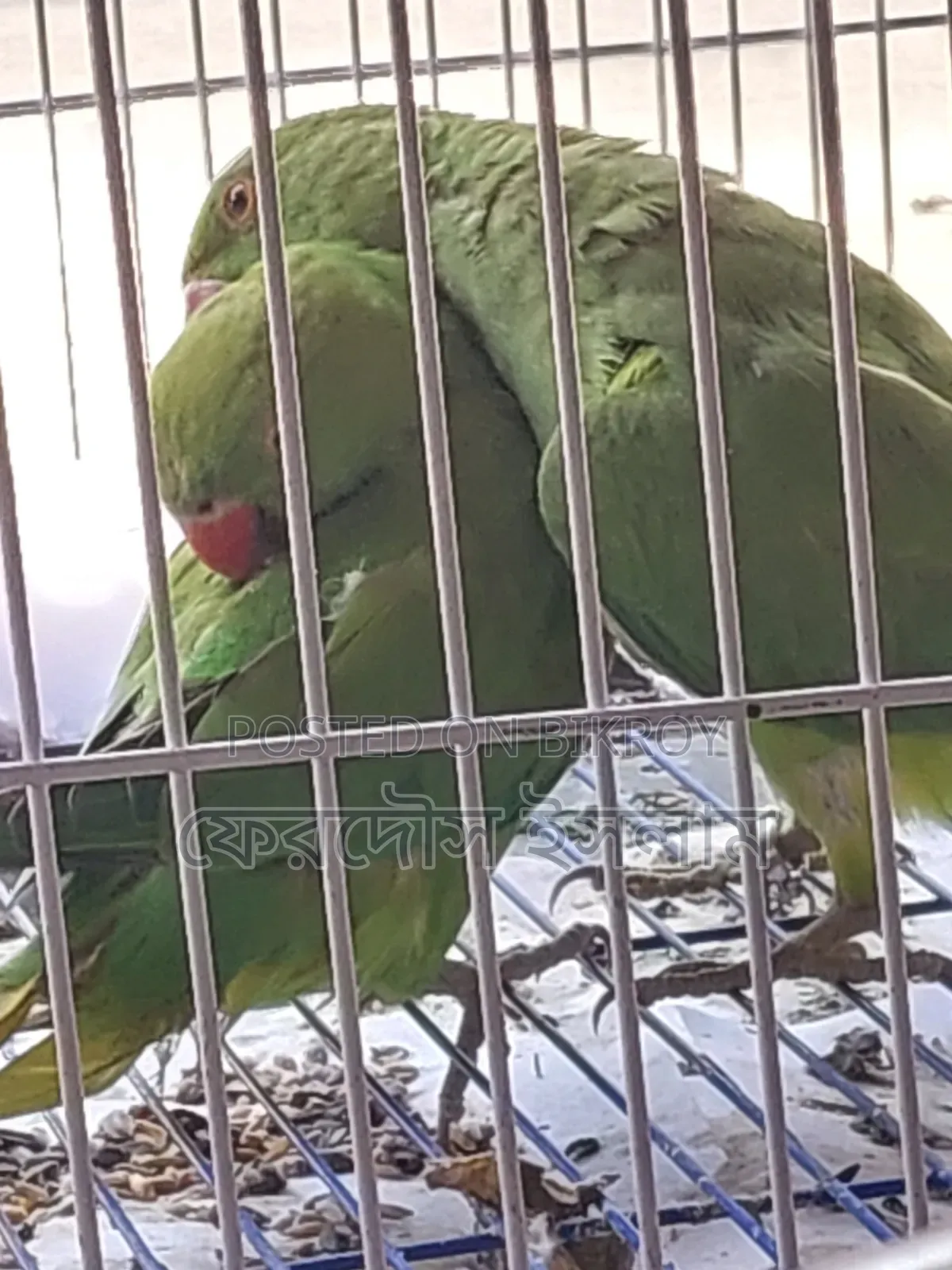 এক জোড়া টিয়া পাখি