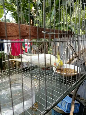 পাখি কুকাটেল