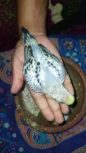 বাজিগর বেবি