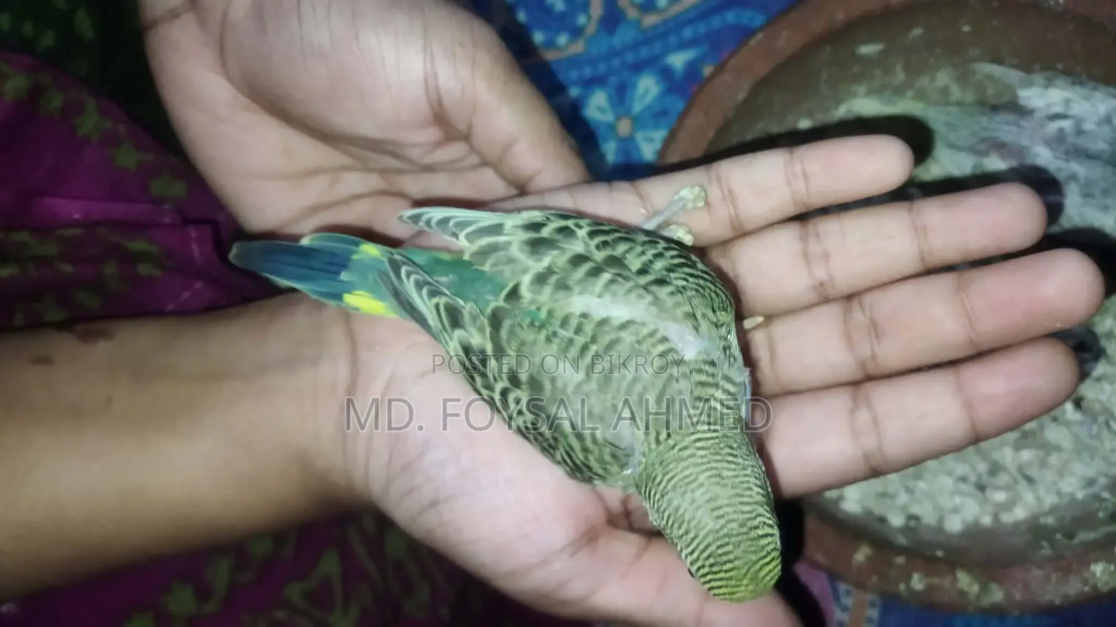 বাজিগর বেবি