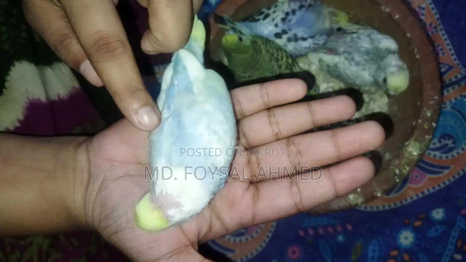 বাজিগর বেবি