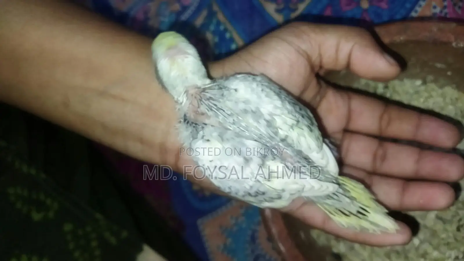 বাজিগর বেবি