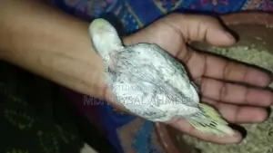 বাজিগর বেবি