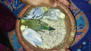 বাজিগর বেবি