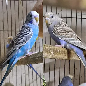 ১ জোড়া বাজিগার পাখি