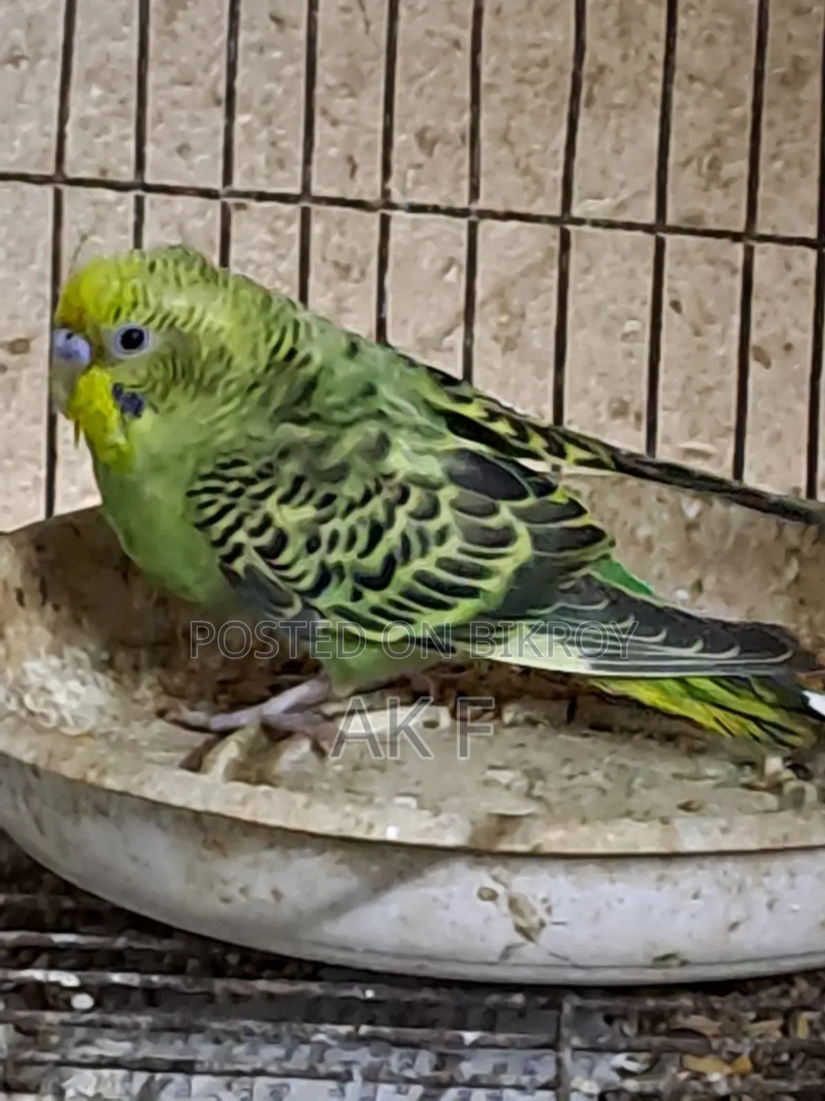 1 pair of Budgerigar birds