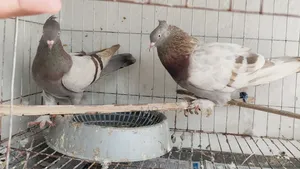 Light Biscuit Pigeons Running Laying Eggs and Raising Chicks